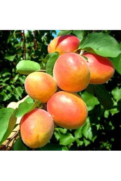 Плоди абрикоса Леді Кот на гілці